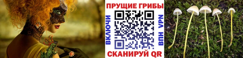Купить где Ардатов Галлюциногенные грибы прущие грибы